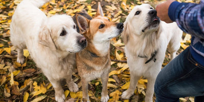 Understanding the Difference: Functional Treats vs. Supplements for Dogs
