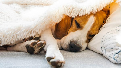 Signs Your Dog is Experiencing Joint Discomfort