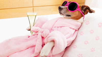 Guide to Grooming Your Dog