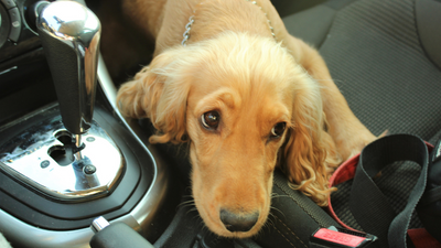 How Do I Help My Dog with Car Sickness?