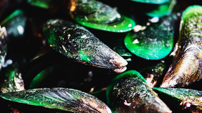 Ingredient Spotlight - Green-Lipped Mussel for Dogs