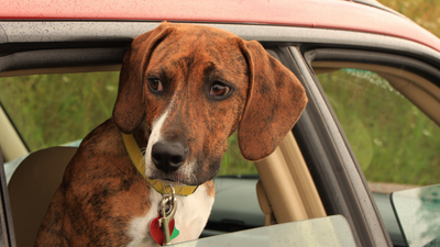 How to Relieve Dog Anxiety and Stress in the Car