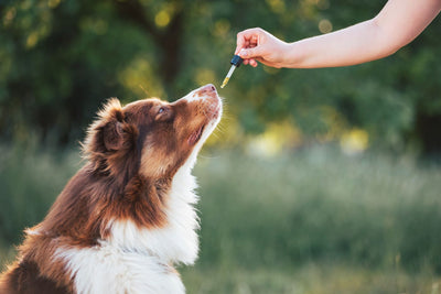 Benefits of CBD Tinctures for Your Dog