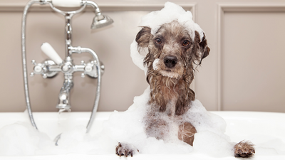 When to Bathe Your Dog: A Complete Guide