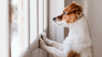 Why Does My Dog Bark When I Leave?