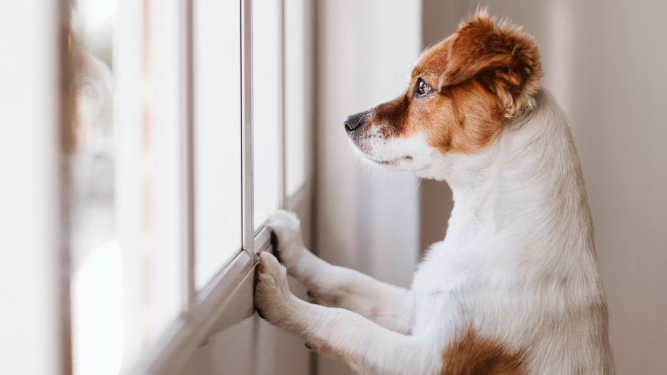 Why Does My Dog Bark When I Leave?