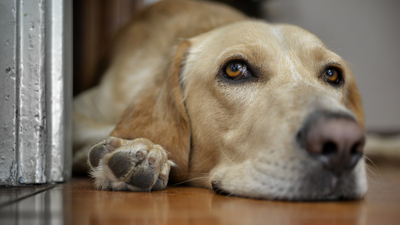 Ingredient Spotlight: L-Tryptophan for Dogs