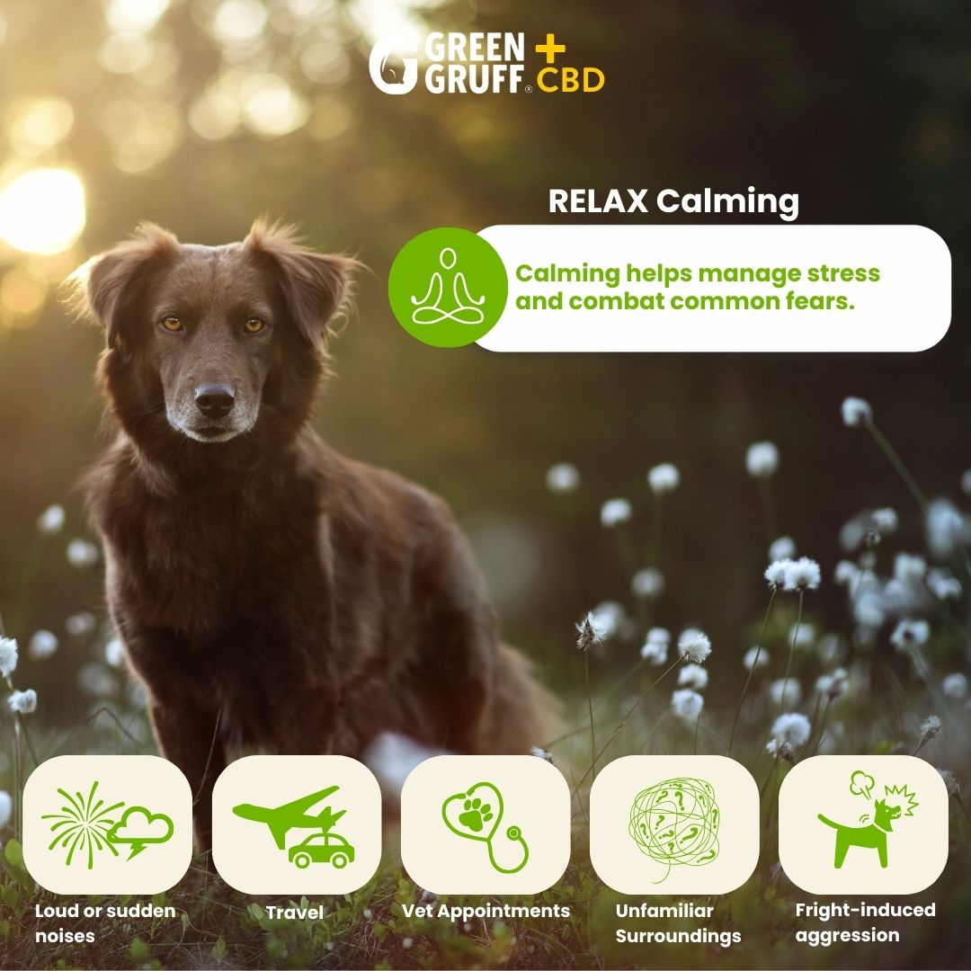 Calming CBD Supplements For Dogs