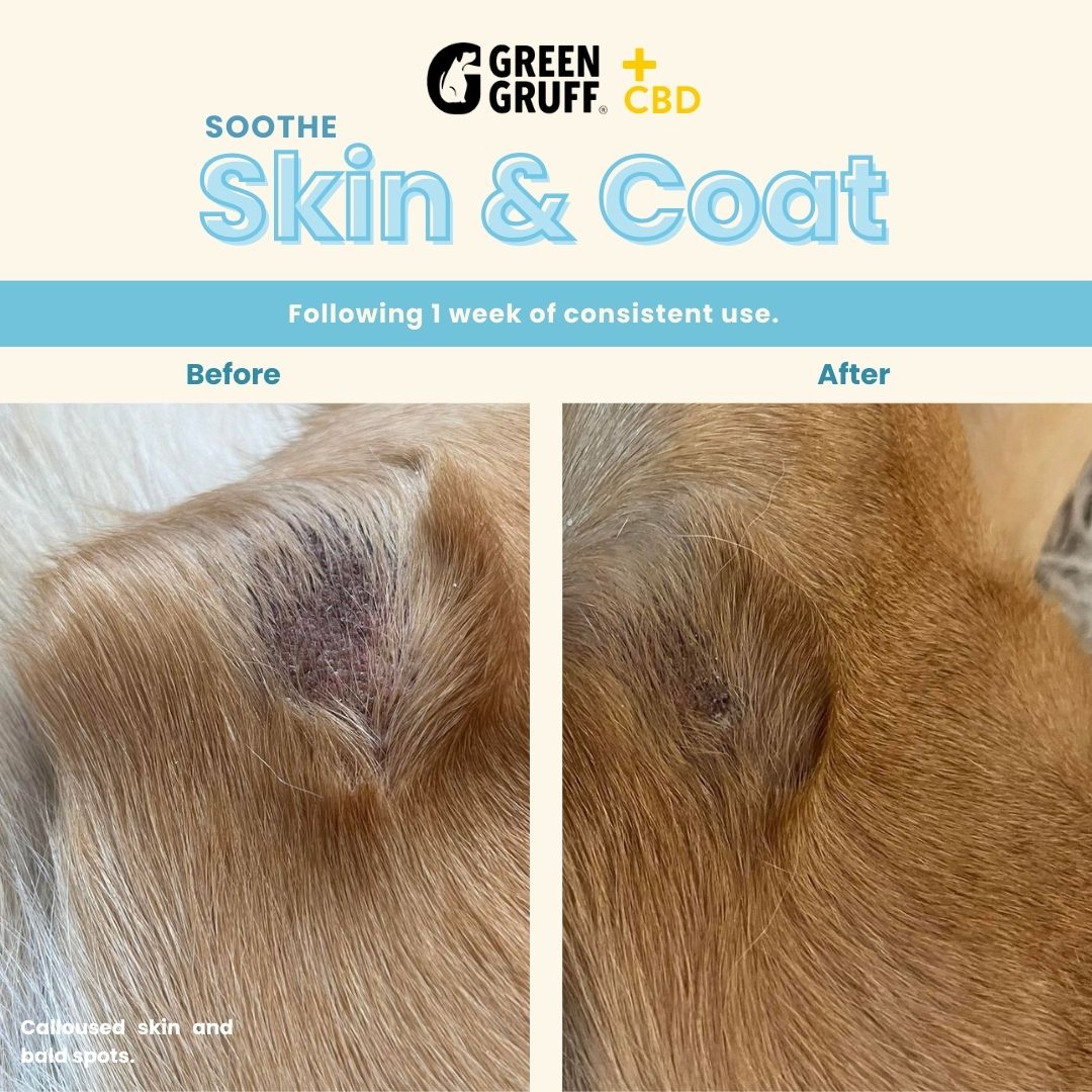 Skin & Coat CBD Supplements For Dogs