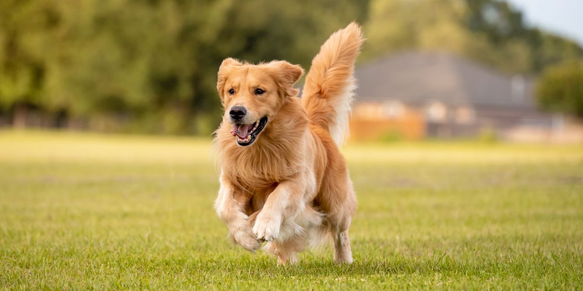 Glucosamine and CBD in Dog Supplements