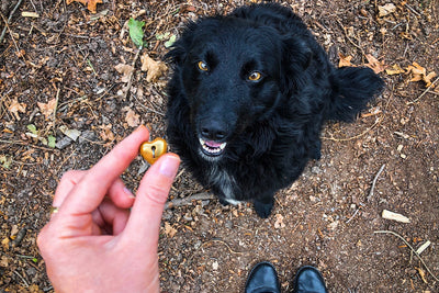Beware of Dangerous Dog Treats on Trails: A Growing Concern for Pet Owners
