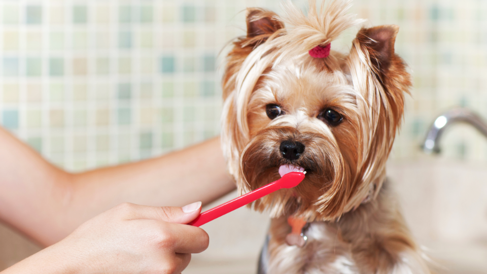 How to Manage Your Dog's Dental Health