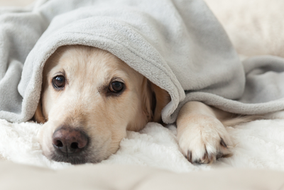 7 Ways to Recognize and Help Your Dog's Separation Anxiety