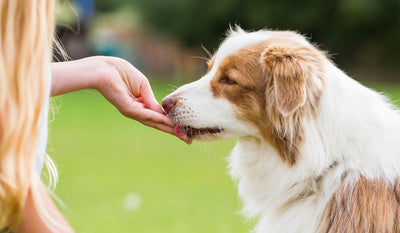 Supplements vs. Treats: Understanding the Difference for Your Dog’s Health